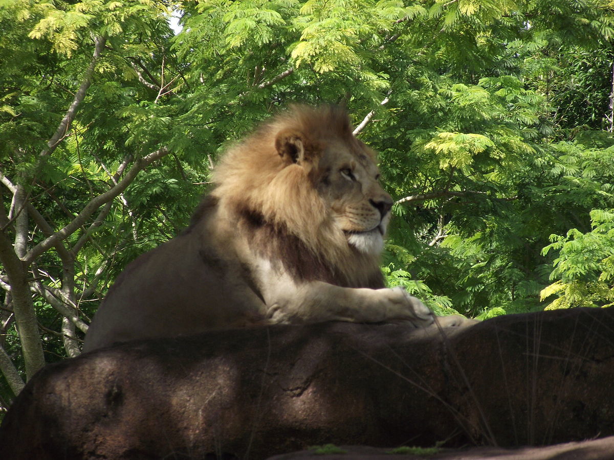13. Animals in plain sight